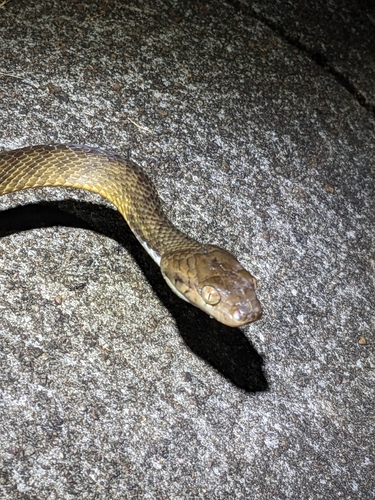 Brown Tree Snake