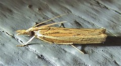 Fissicrambus profanellus