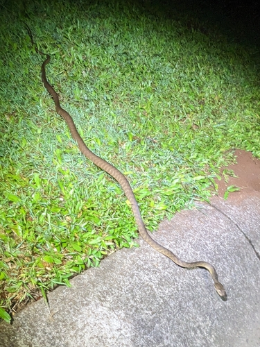 Brown Tree Snake