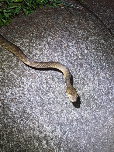 Brown Tree Snake
