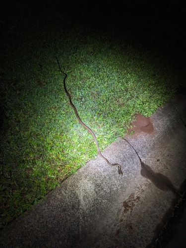 Brown Tree Snake