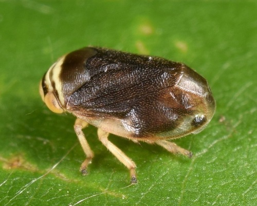 Clastoptera testacea Fitch, 1851
