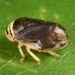 Clastoptera testacea - Photo (c) skitterbug, algunos derechos reservados (CC BY), subido por skitterbug