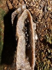 Homotrigona apicalis