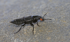 Creophilus oculatus