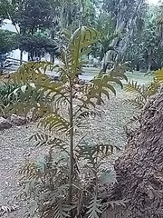 Bocconia arborea