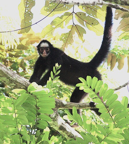 White-cheeked Spider Monkey