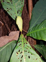 Elaeagia glossostipula