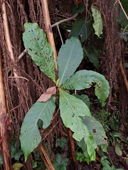 Elaeagia glossostipula