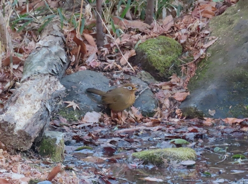 Chinese Hwamei (Garrulax canorus), photo 2