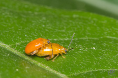 Monomacra