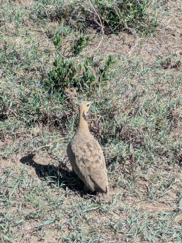 Yellow-throated Sandgrouse (Pterocles gutturalis)