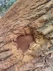 Bocconia arborea