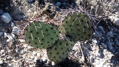 Opuntia stenopetala