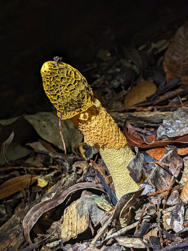 Phallus multicolor · January 2026 · photo: © holocene_matt (iNaturalist, cc-by)