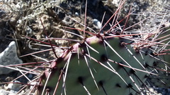 Opuntia stenopetala