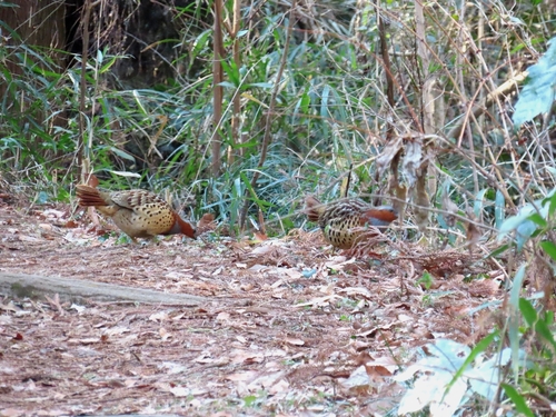 Chinese Bamboo Partridge (Bambusicola thoracicus)