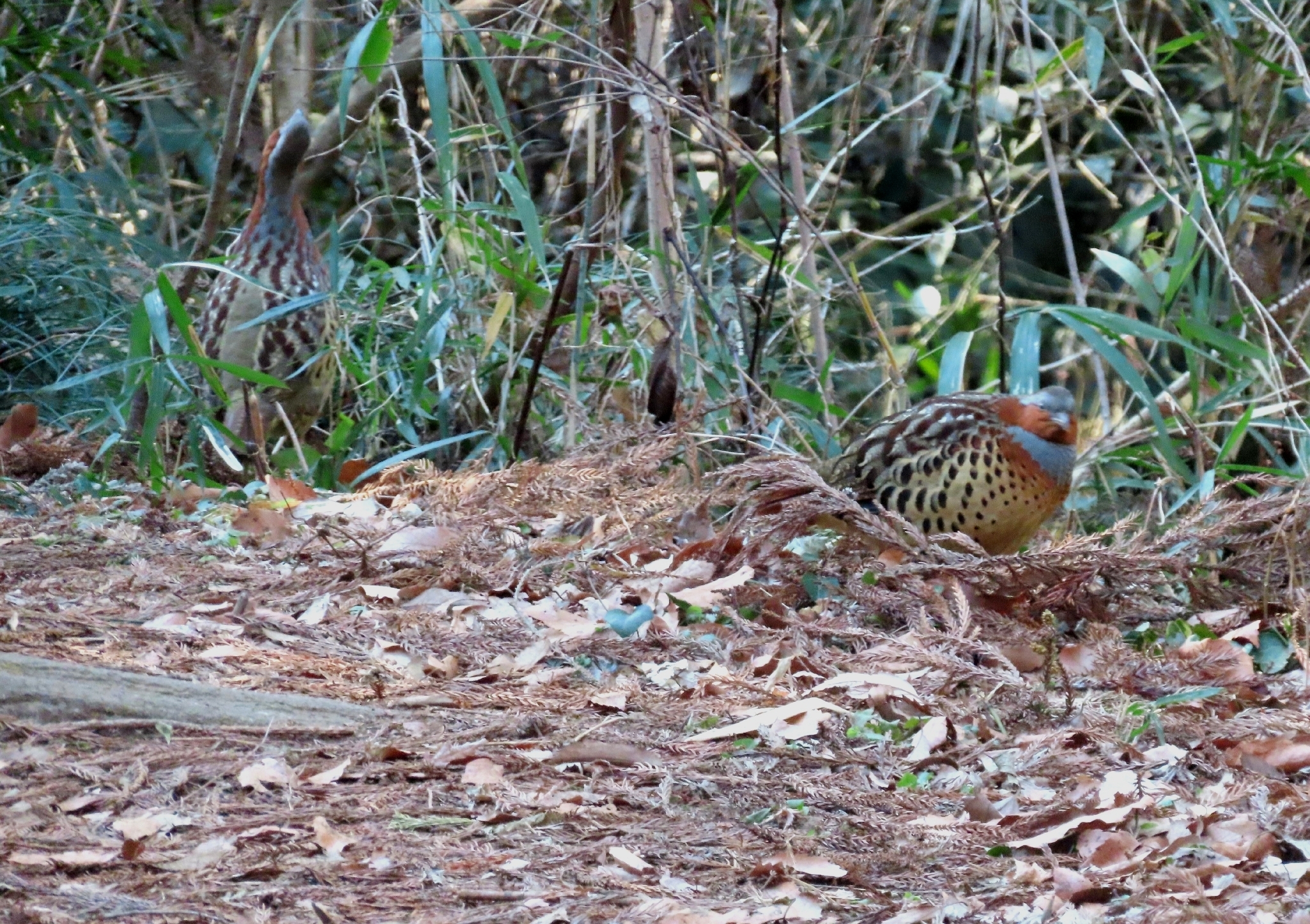 Chinese Bamboo Partridge (Bambusicola thoracicus), photo 2