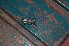 Neoptychodes trilineatus