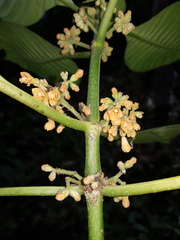 Hoffmannia asclepiadea