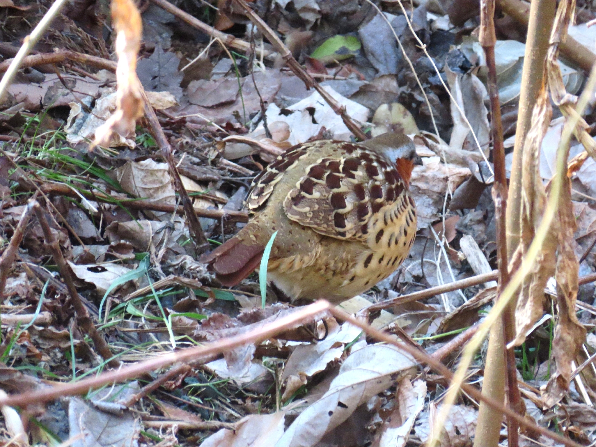Chinese Bamboo Partridge (Bambusicola thoracicus), photo 3