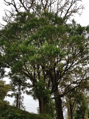 Citharexylum macradenium