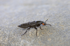 Creophilus oculatus