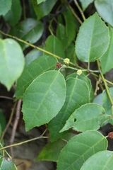 Loropetalum subcordatum, photograph author not stated, no rights reserved