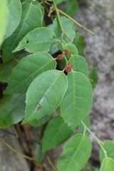Loropetalum subcordatum, photograph author not stated, no rights reserved