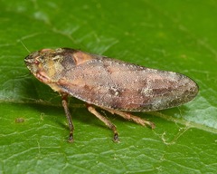 Aphrophora saratogensis