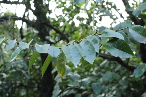 Loropetalum subcordatum, photograph 6