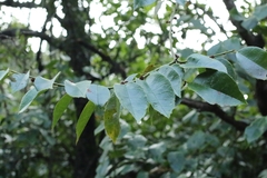 Loropetalum subcordatum, photograph author not stated, no rights reserved