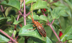 Chydarteres striatus