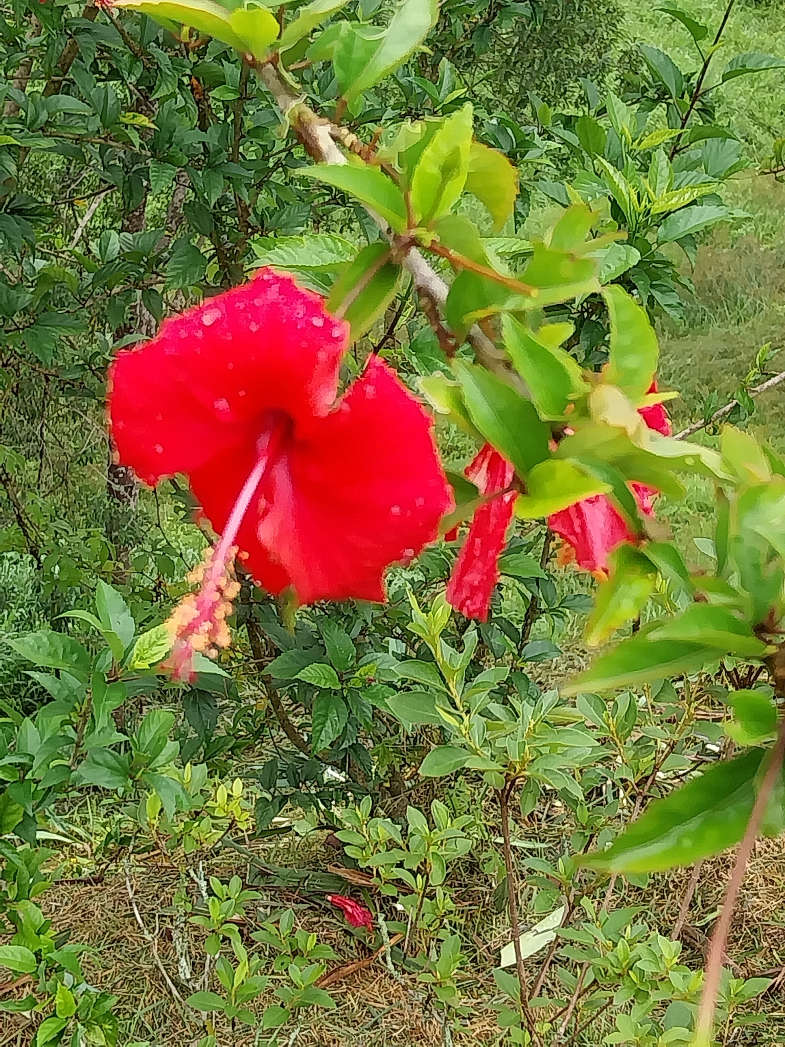 Hibiscus rosa-sinensis