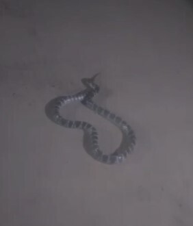 Sind Krait