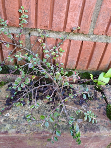 Rock cotoneaster