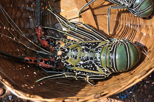 Painted Spiny Lobster
