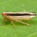 Kelisia - Photo (c) skitterbug, algunos derechos reservados (CC BY), subido por skitterbug
