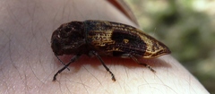 Nascio vetusta