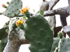 Opuntia fuliginosa