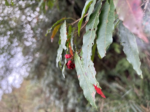 Taiwan Stranvaesia (Photinia niitakayamensis)