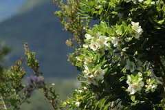 Eucryphia cordifolia