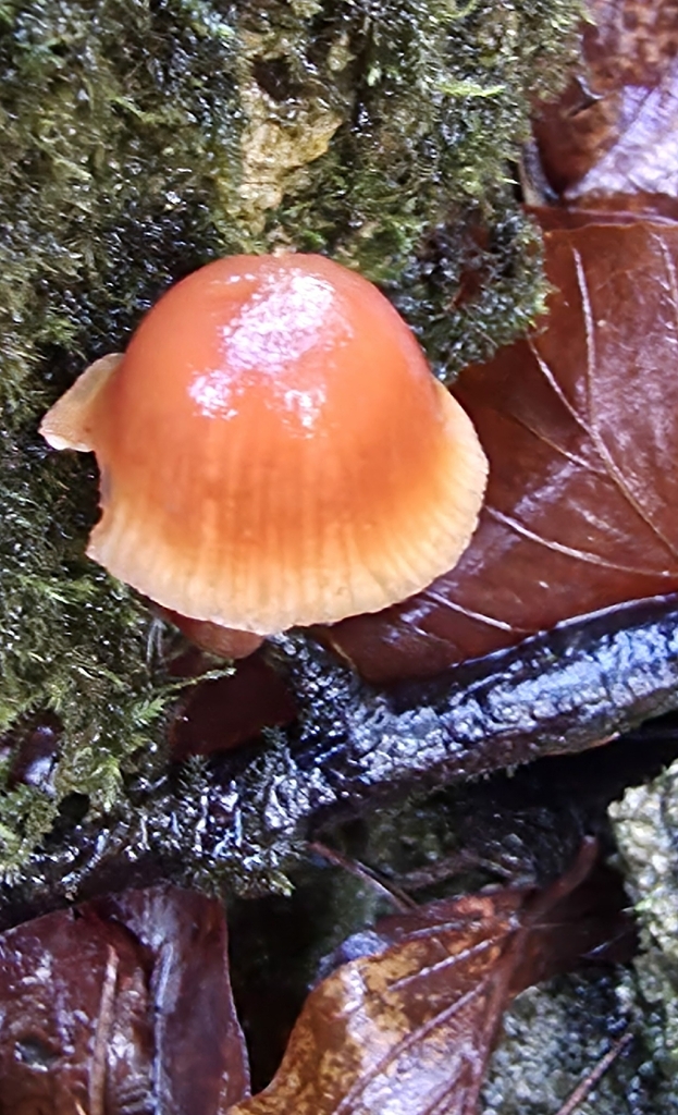 Tubaria furfuracea · January 2026 · photo: © sabear (iNaturalist, cc0)