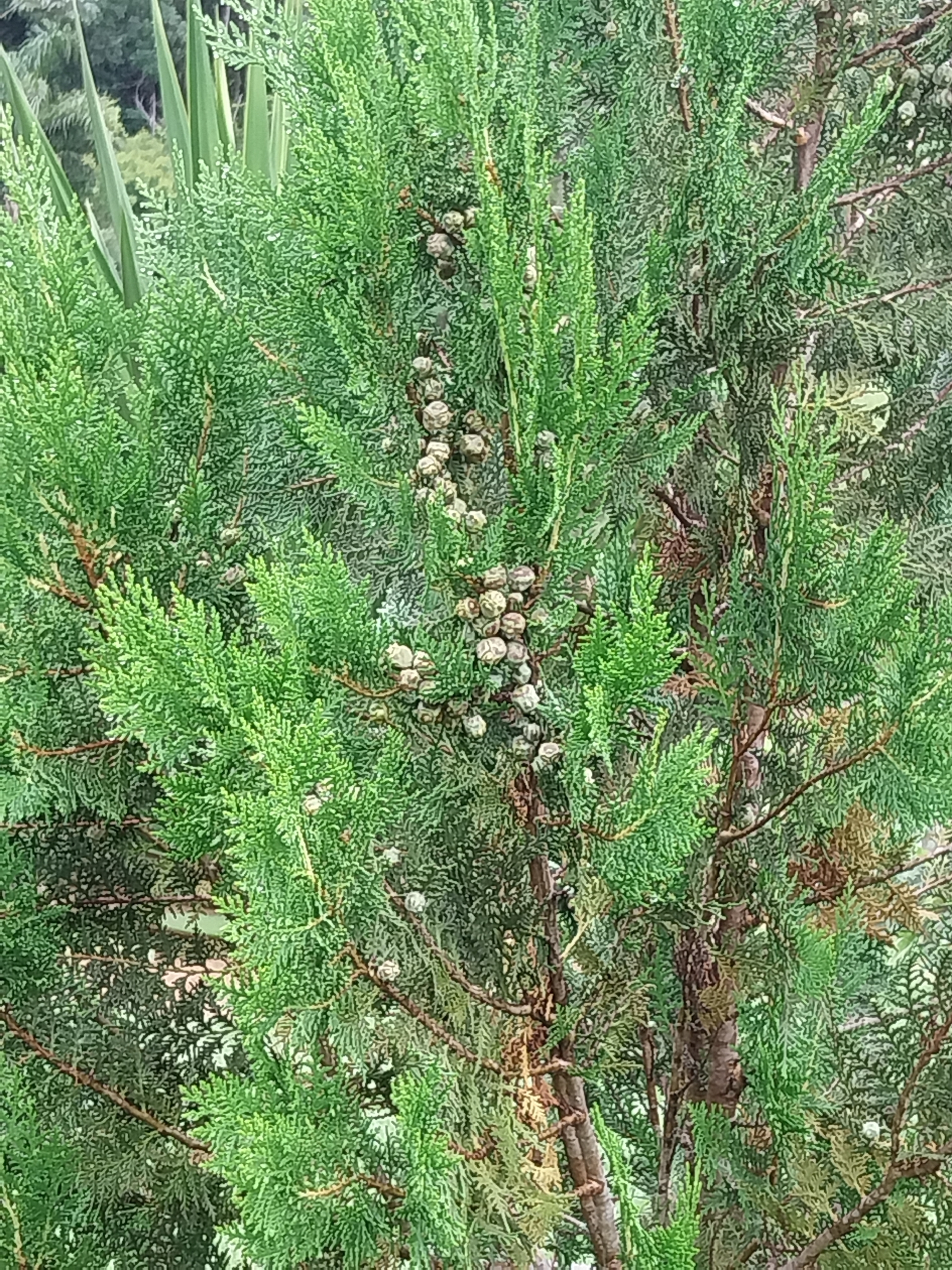 Cupressus sempervirens