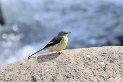 Grey Wagtail