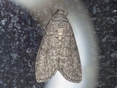 Smyriodes trigramma