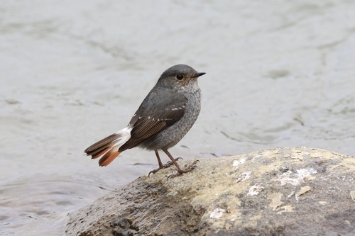 Plumbeous Water Redstart