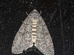 Smyriodes trigramma