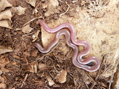 Xerotyphlops vermicularis
