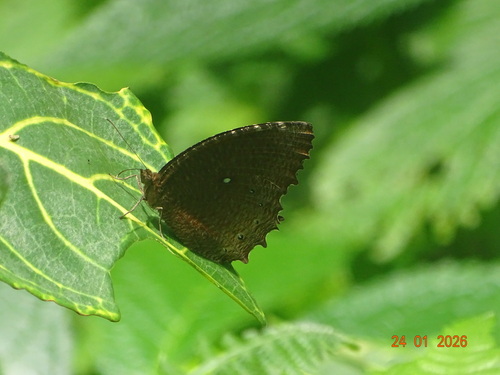 Elymnias hypermnestra